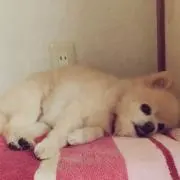 もるの画像