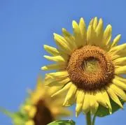 ❁⃘*.゜ひまわり❁⃘*.゜の画像
