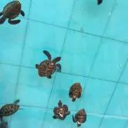 すず