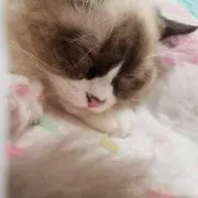 エコ