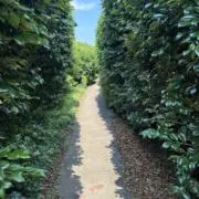 青木の画像