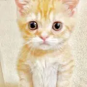 ねこくん！ タイムセール！ 早い者勝ち☆