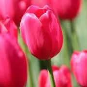 あおこの画像