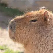 カピバラさんの画像