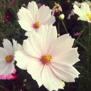 かつおぶしの画像