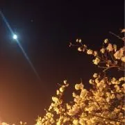 世御の画像