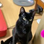のらぱんだ
