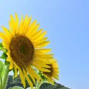 たろすmam※12日から15日発送停止の画像