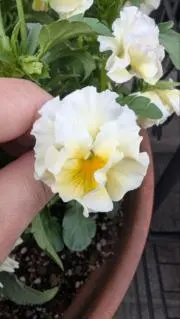 pazの画像