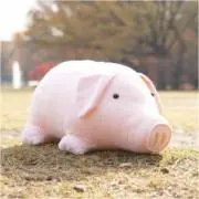bmsの画像