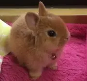 やっちゃん