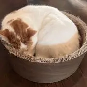 ぴあの画像