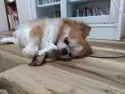 ちぃちゃんの画像