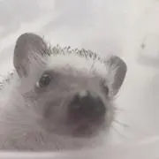 A.の画像