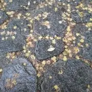 まちゃの画像