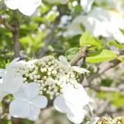 あさひ
