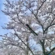 ぽよの画像