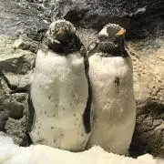シアンカの画像
