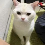 りなの画像