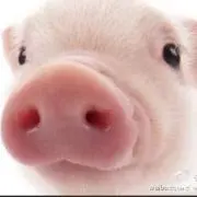 ちょはっかい！の画像