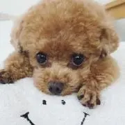 naoの画像