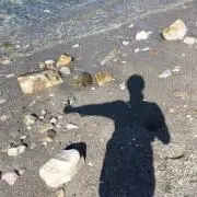 ショコラの画像