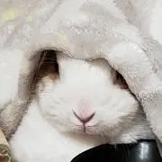 ろぼ