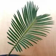 ふりあん