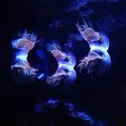 ☆もも☆