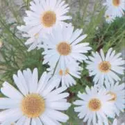 junkotの画像