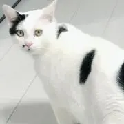 のぶの画像