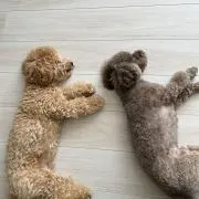 いぬいぬの画像
