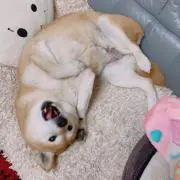 鈴木の画像
