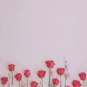 なっぽーの画像