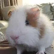 SYUの画像