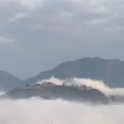 シキの画像