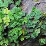 天然ヒメイタビ　苔の画像