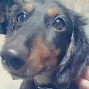 ぽっちゃま