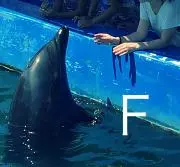 Fの画像
