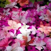 MOANA (プロフ確認お願いします)の画像