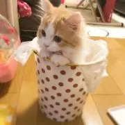 ぴぴぴの画像