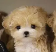 Lisaの画像