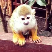 おさるさんの画像