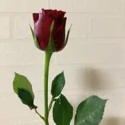 ぽんず