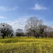 nutsの画像