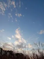 tiny.m