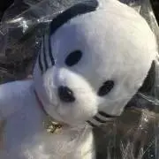 ねこの画像