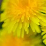 Dandelionの画像