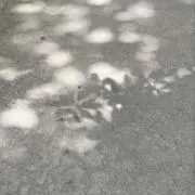 れいの画像
