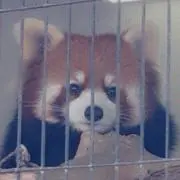 レッサーパンダ